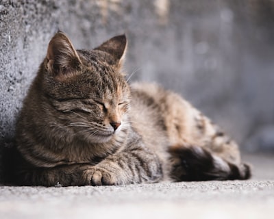 常见猫病的症状