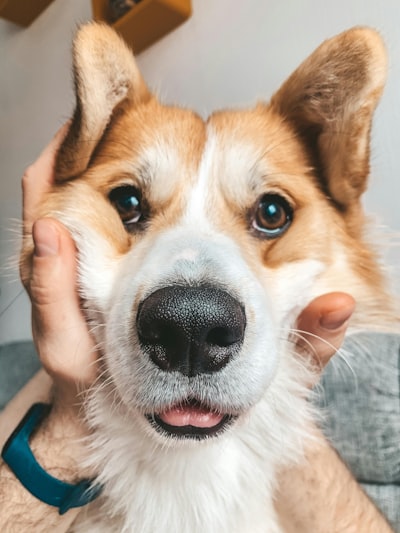 狗狗健康检查