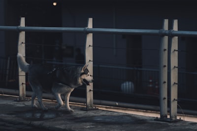 狗叫控制