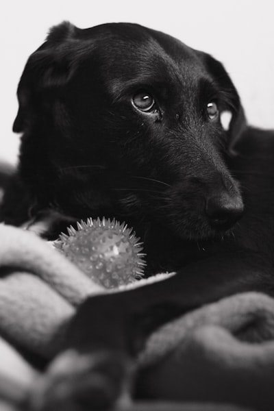 狗看护人