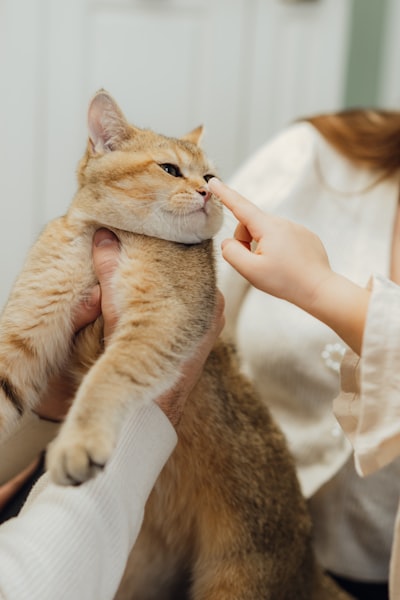 怀孕期间的猫护理