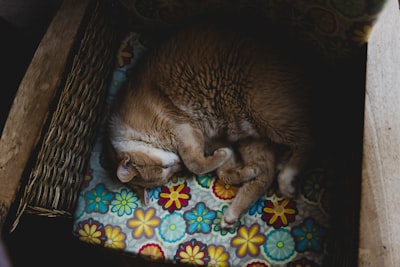 猫产后护理