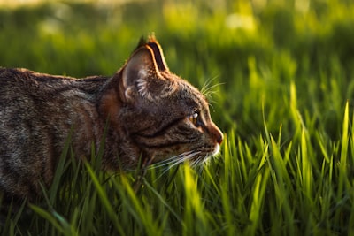 猫长寿的秘诀