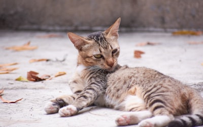 猫的疾病症状
