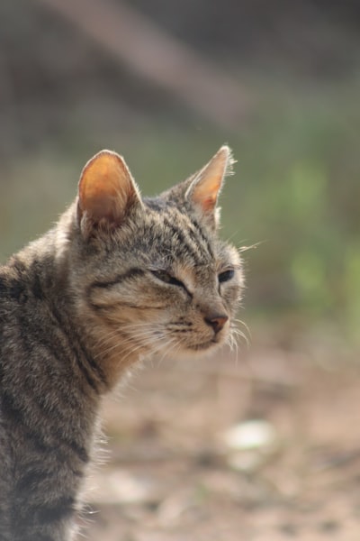 猫耳螨虫