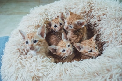 猫怀孕护理