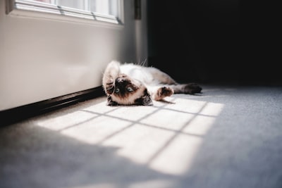 猫焦虑缓解