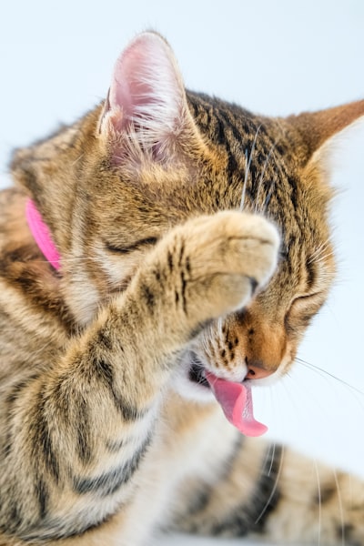 猫呕吐的原因