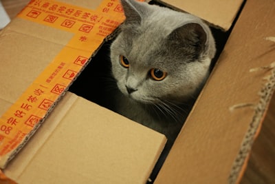 猫砂箱的清洁