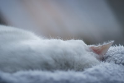 猫吐白色泡沫的原因