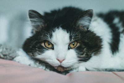 猫脱发的解决方案