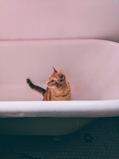 猫洗澡技巧