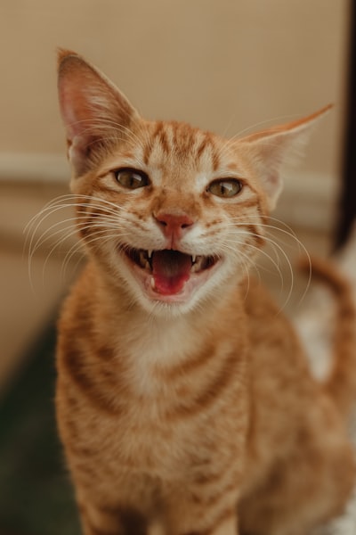 猫牙齿护理reddit