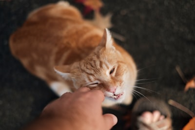 猫牙护理
