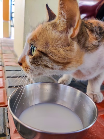 猫营养