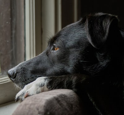 犬的分离焦虑症状