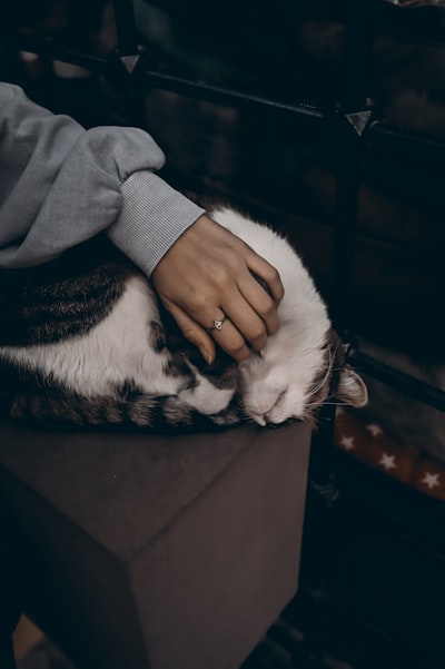 我附近的猫护理