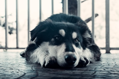 英国犬的分离焦虑