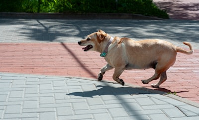 英国犬类常见疾病