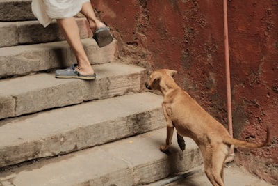 狗看护人