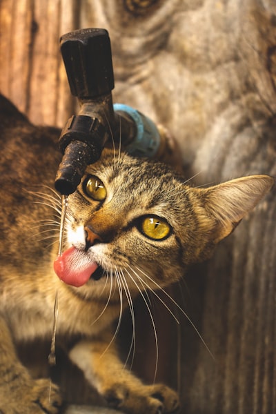 猫喝水太少怎么办
