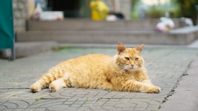 猫绝育费用