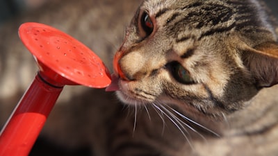猫可以吃和不能吃的食物