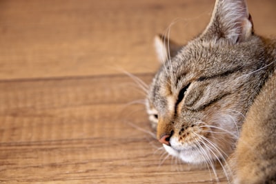 猫呕吐的最常见原因