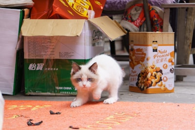 猫砂选择