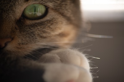 你的猫的指甲应该多久修剪一次
