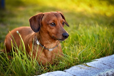 犬胰腺炎的护理方法