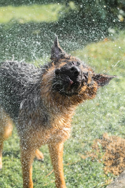 犬中暑应急措施