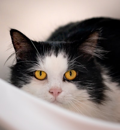 如果猫害怕洗澡，它们该怎么办