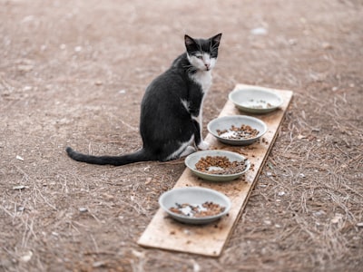 如果猫挑食，它们该怎么办