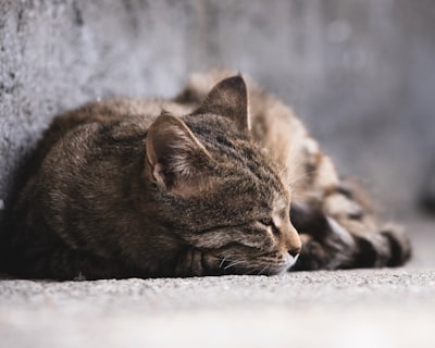 如果我的猫腹泻和呕吐，我该怎么办
