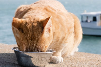 如果我的猫腹泻了，我该怎么办