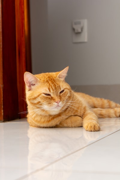 如何在家治疗猫的牙龈炎