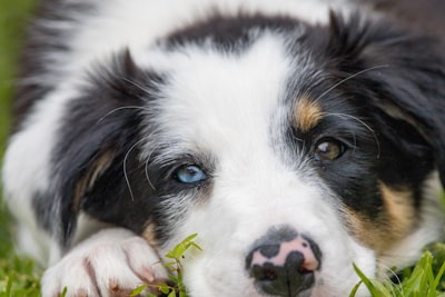 如何治疗犬的真菌感染