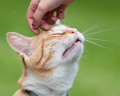 糖尿病猫的护理方法