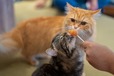 诱惑对猫不好