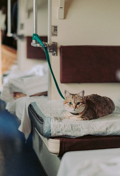 加拿大猫疫苗接种计划