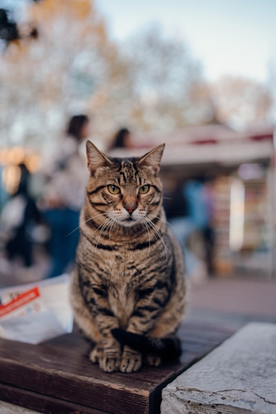 猫能喝商店里的牛奶吗